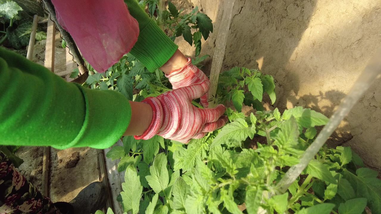 三农农村蔬菜大棚工作生活实拍素材