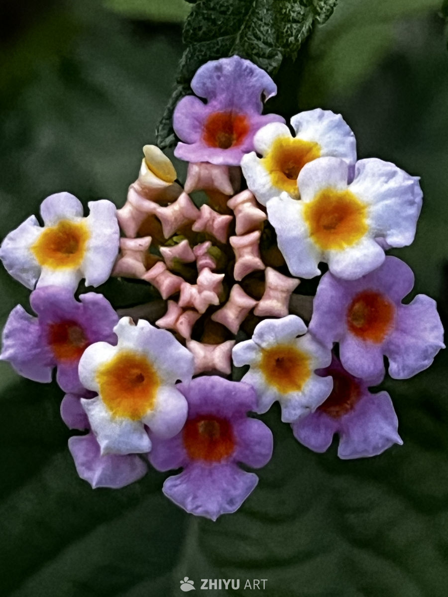 紫色花海的宁静之美