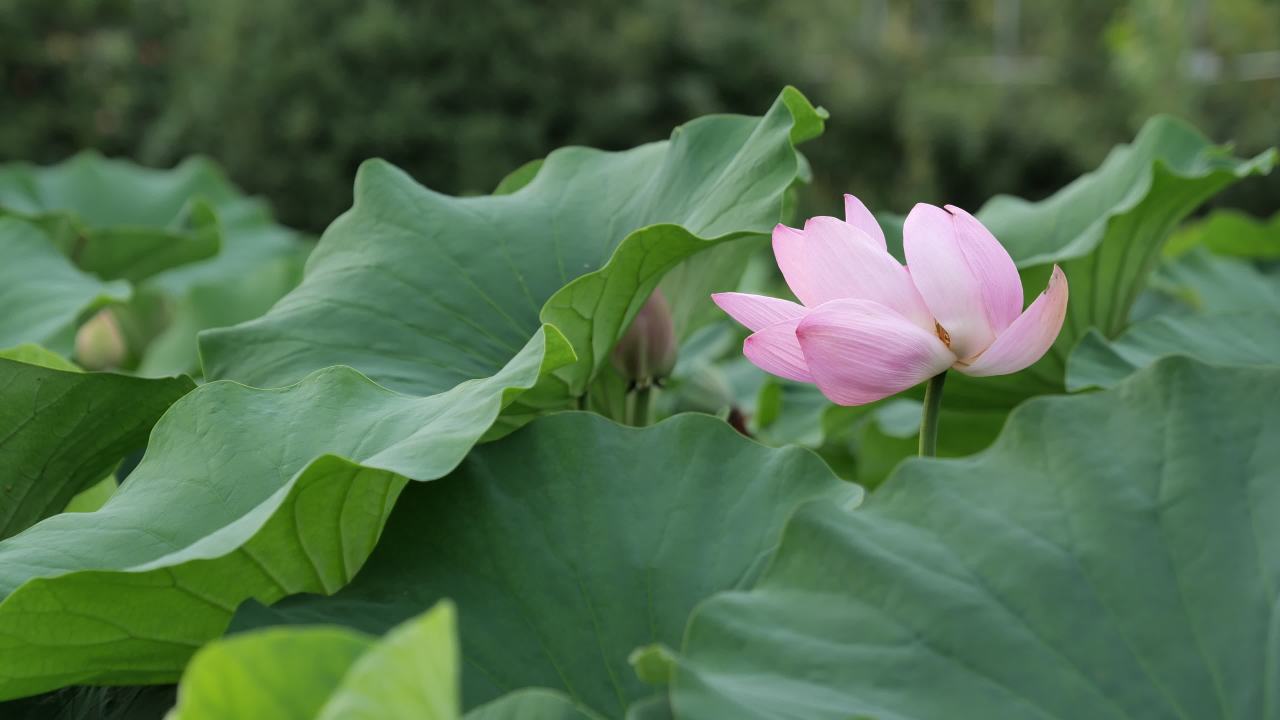 荷花 22