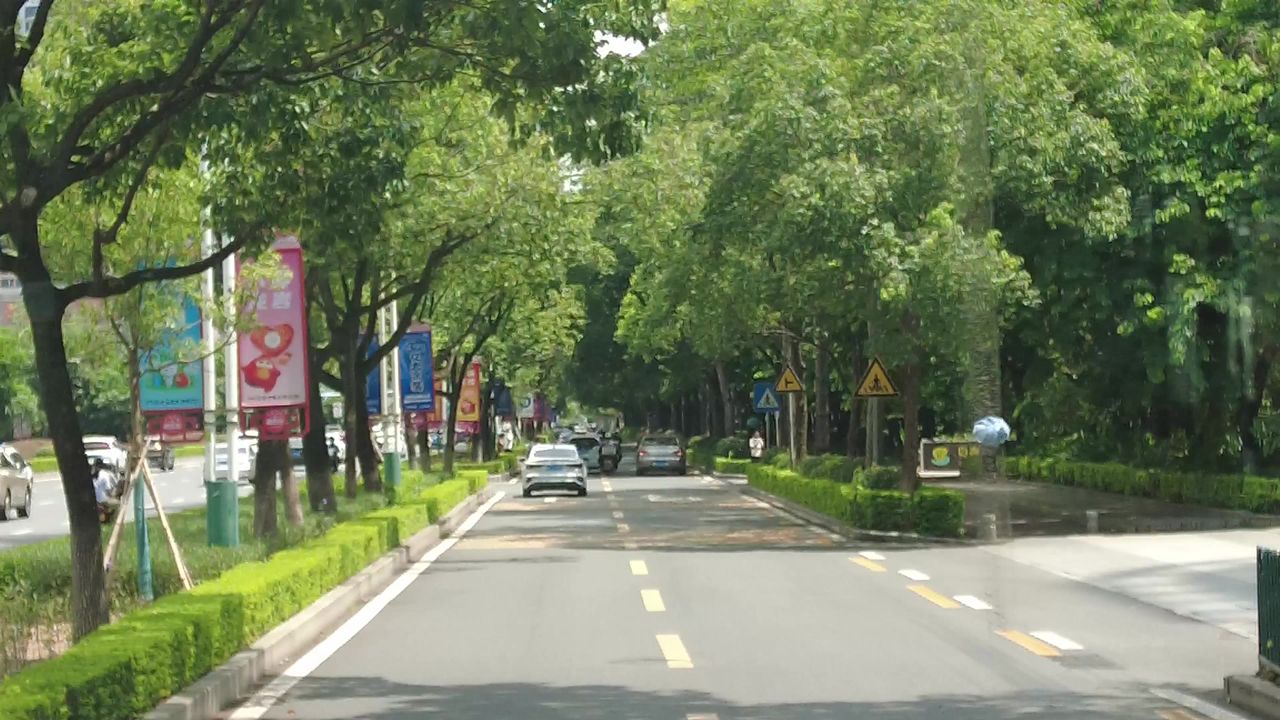 夏日蓝天树枝树叶植物实拍枫叶  