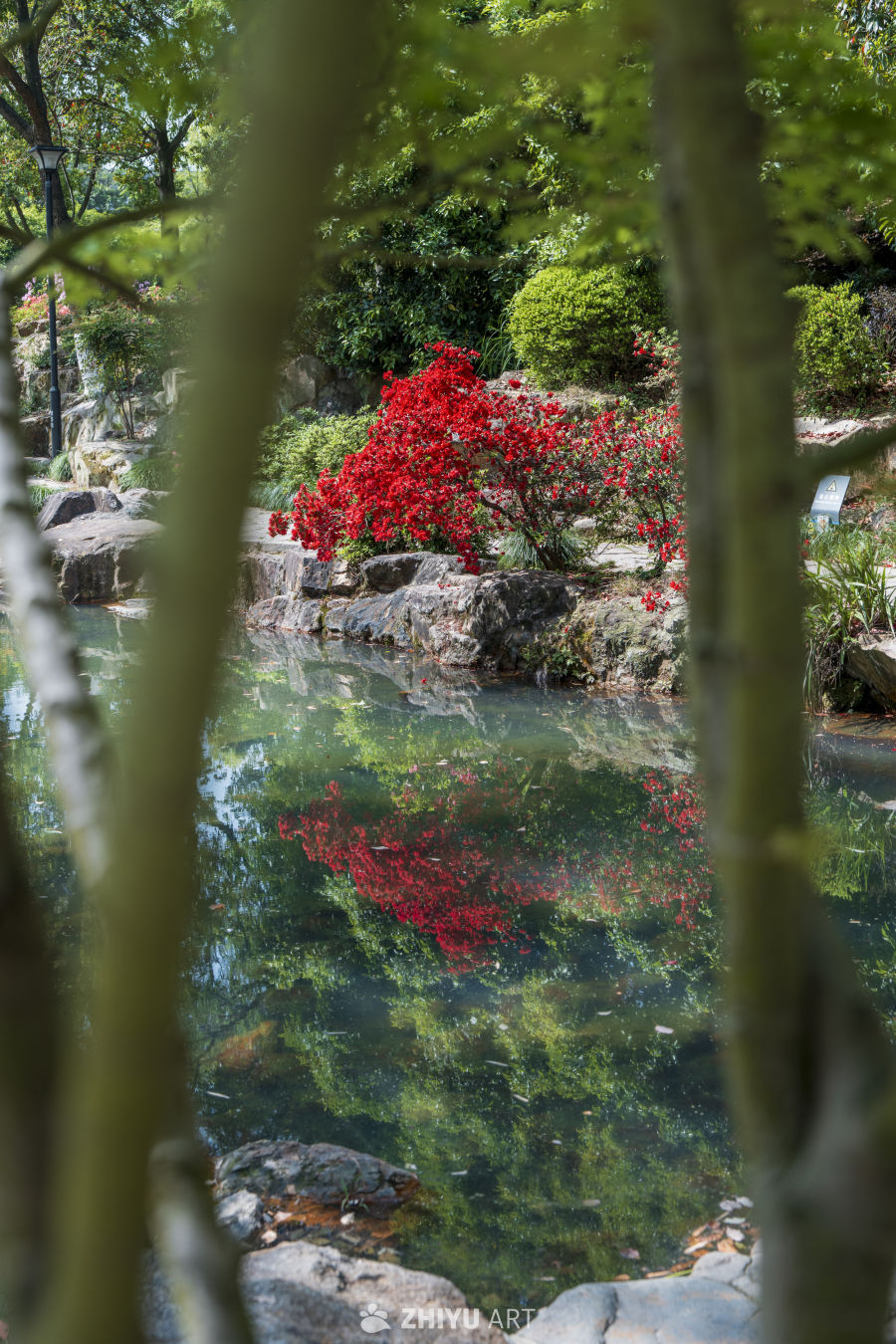 静谧花园中的红色花朵与清澈池水