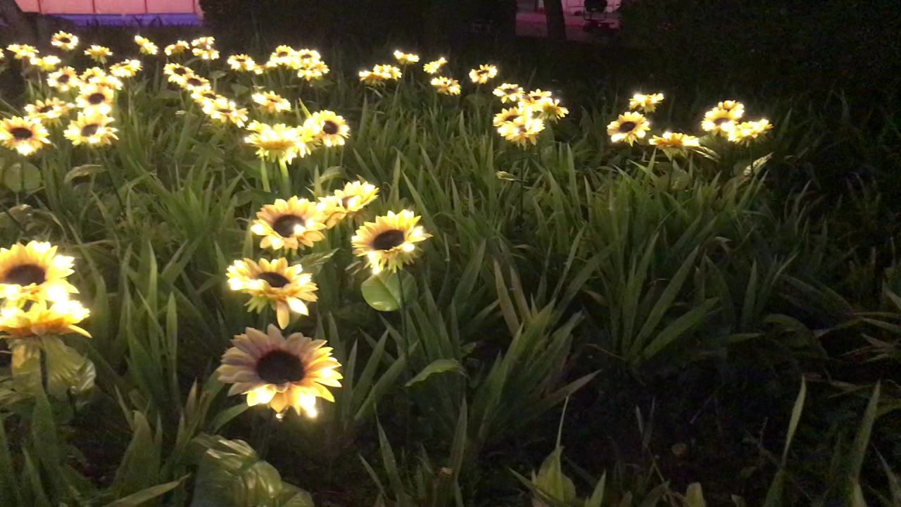 发光的向日葵