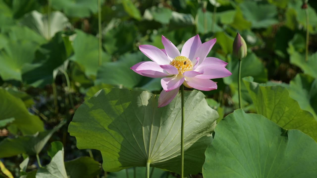 荷花（二） 27