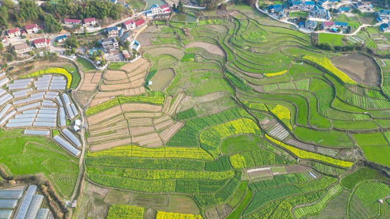 农业种植农田油菜花农作物航拍