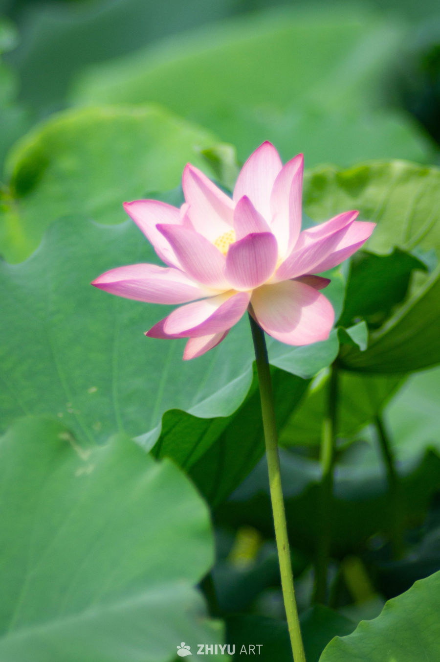荷花 15