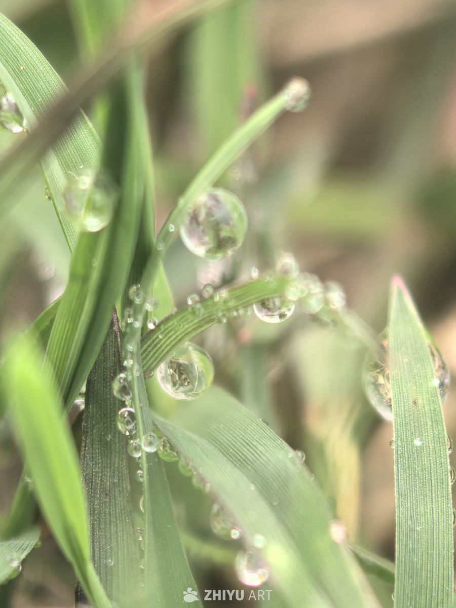 春天当然要拍花花草草