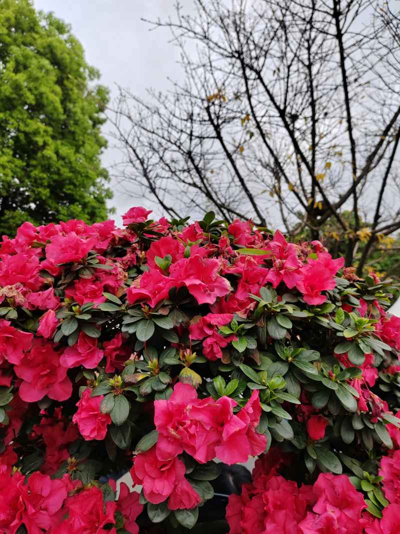 杜鹃花