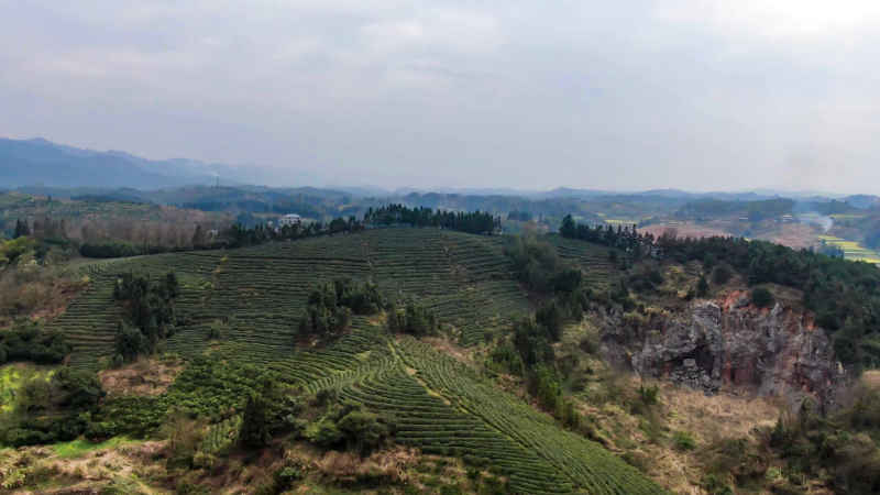 茶叶 茶园 种植 基地 航拍