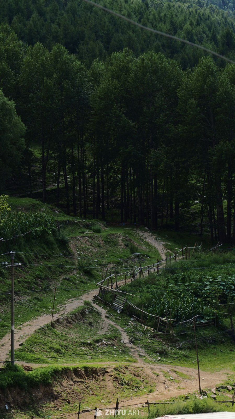 山涧小路林中行