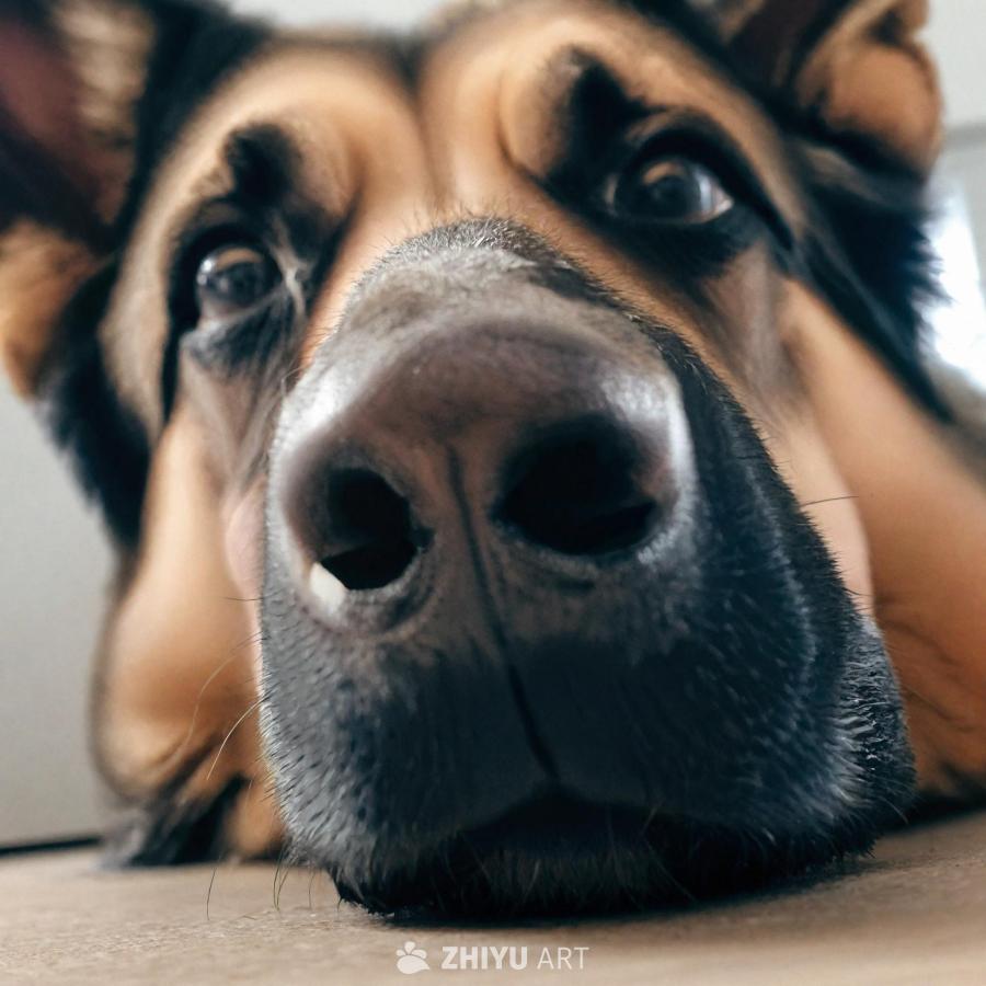 一只德国牧羊犬的脸部特写，展示了其独特的特征。这只