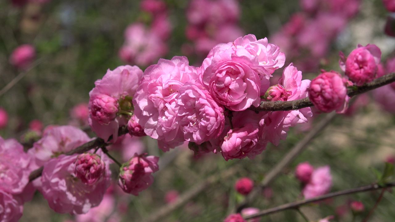 粉色花1
