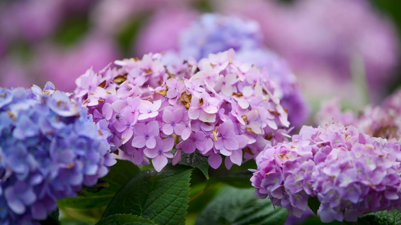 4k绣球花特写 五颜六色绣球花绽放盛开