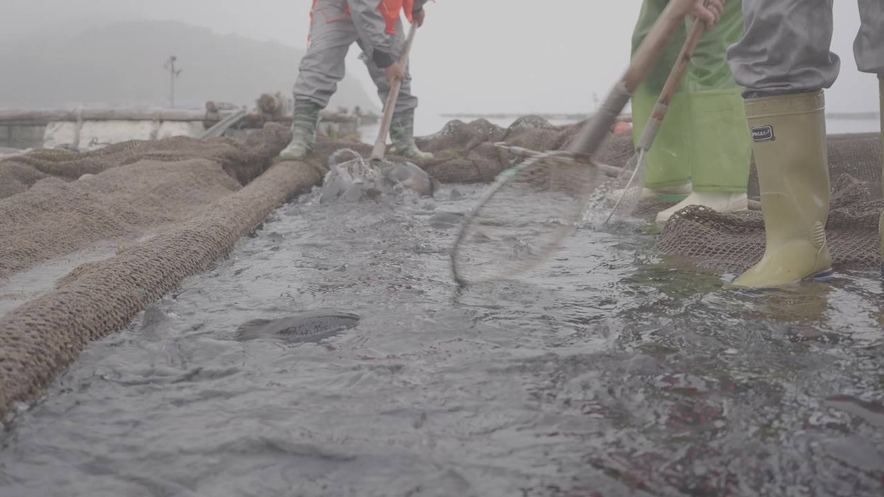 渔民捞鱼作业场景