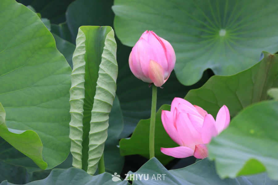 荷花 39