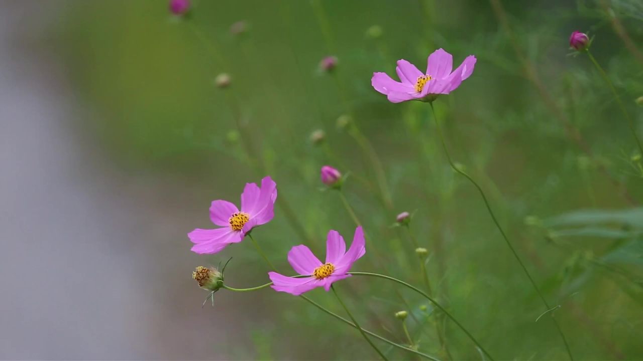 秋季宇宙鲜花植物