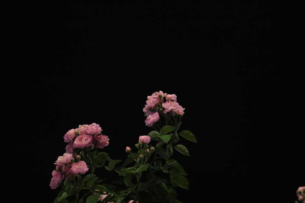 夜色蔷薇