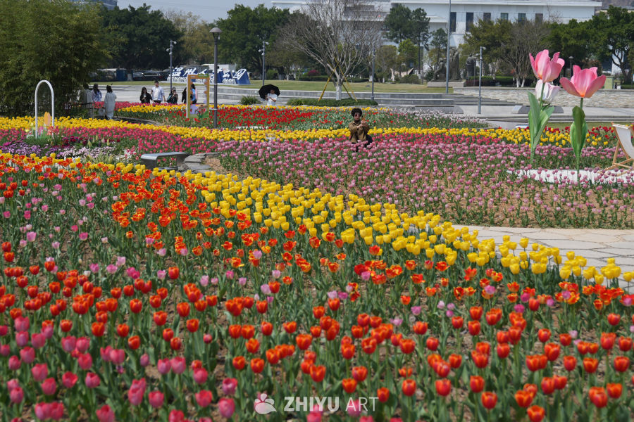 五彩缤纷的郁金香花园