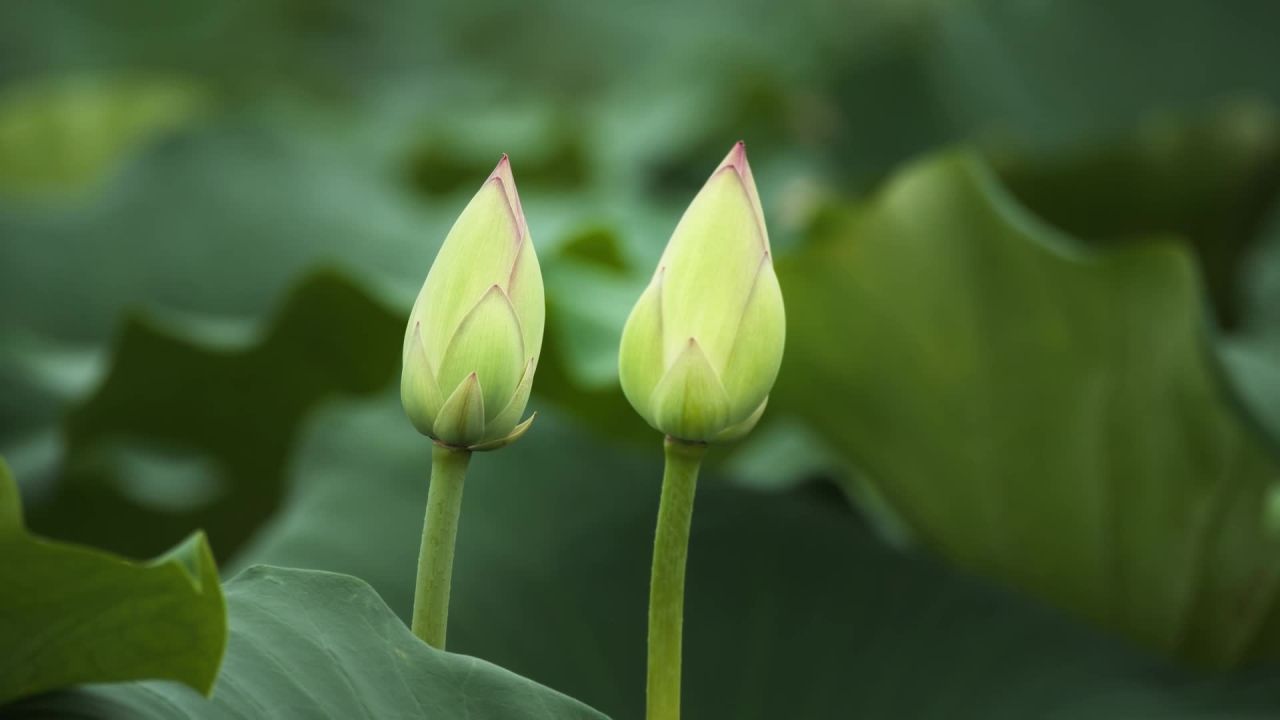 夏天池塘荷花荷叶莲蓬蜻蜓 37