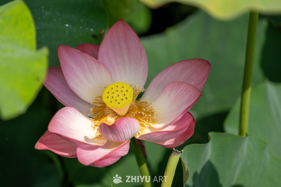 荷花 160