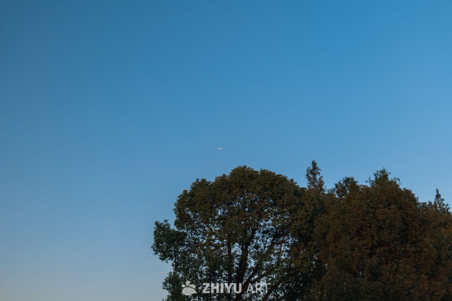 蓝天下的静谧树影