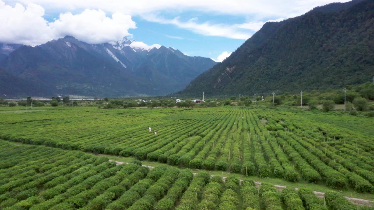 高原茶场