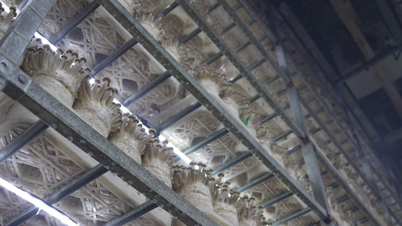 鹿茸菇鲜脆可口， 18