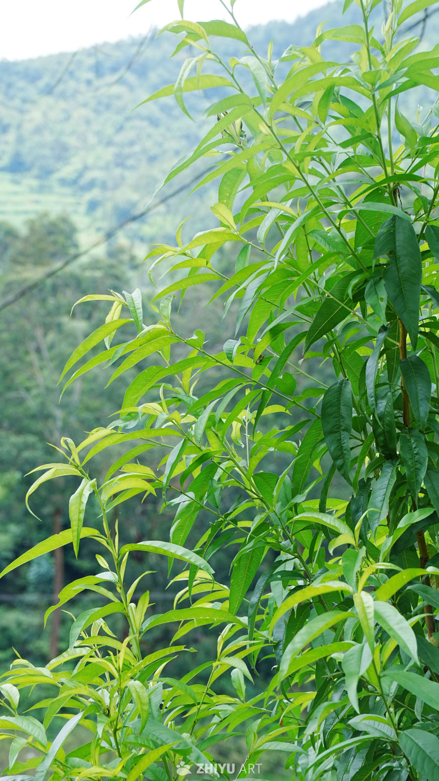 山间绿意盎然