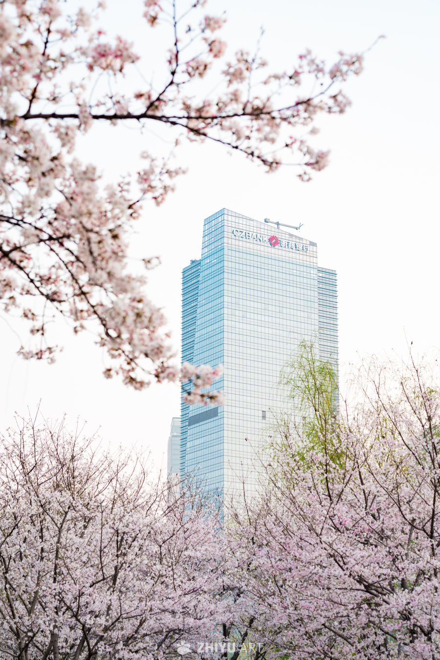 武汉西北湖公园樱花