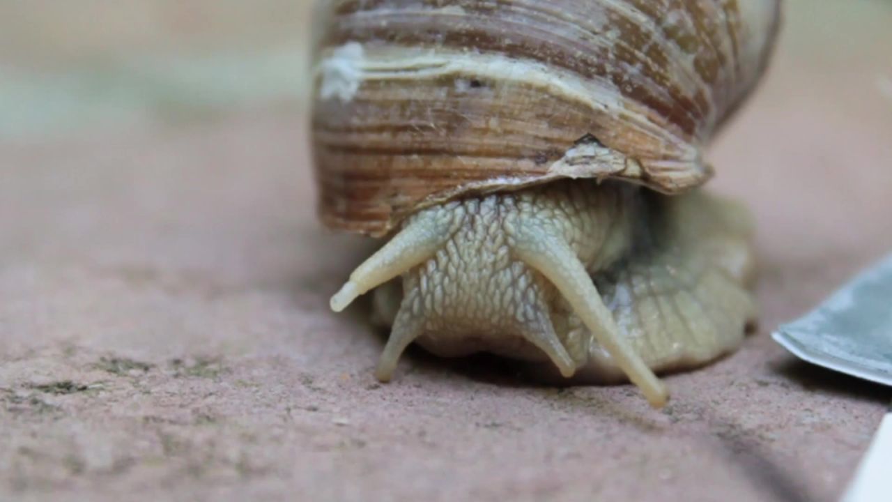 蜗牛外壳爬网自然