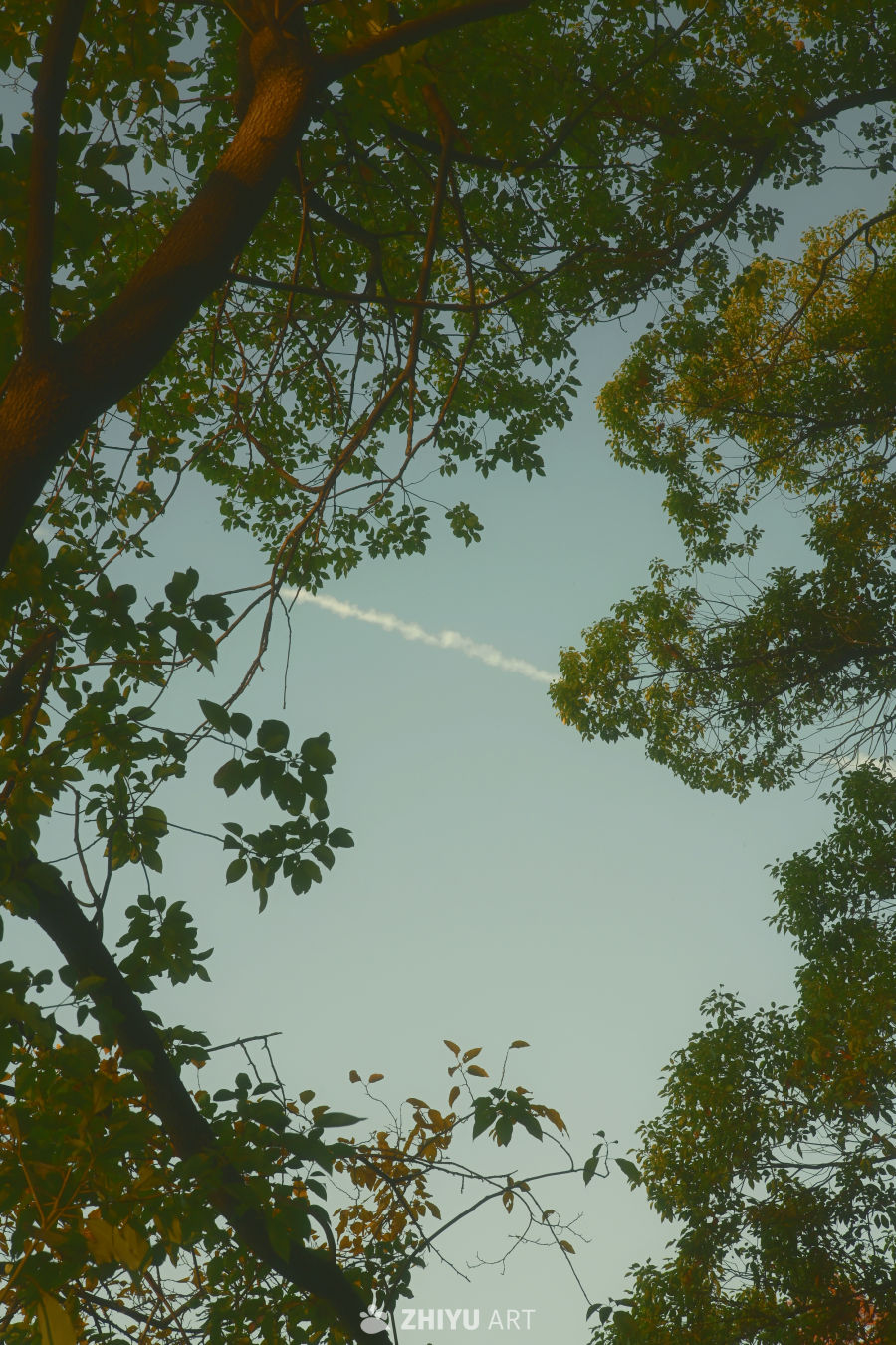 秋日树梢的宁静天空