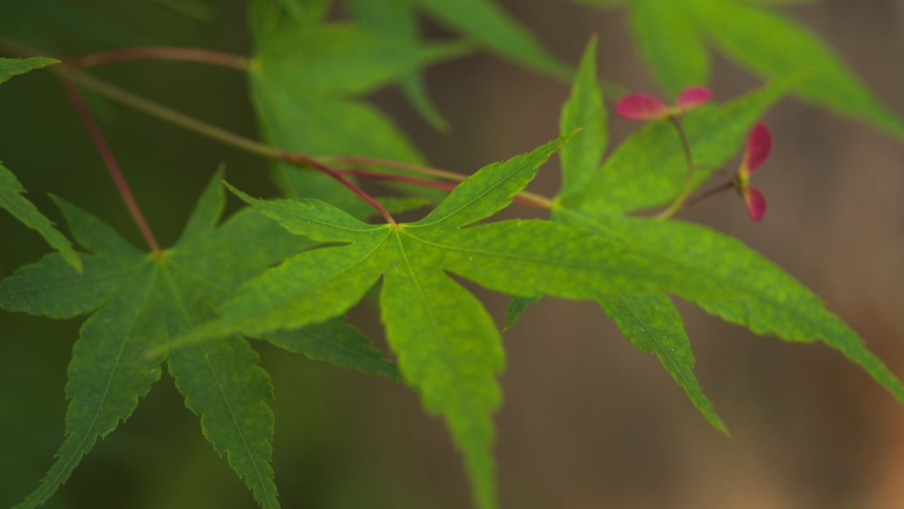 植物树木树叶绿色 32