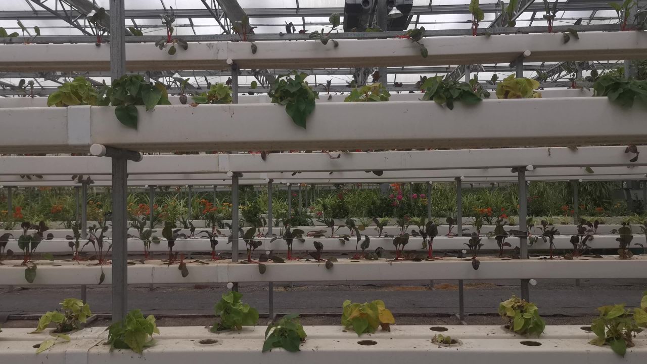 现代农业大棚蔬菜种植基地实拍