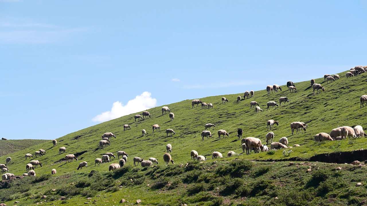 牧民放羊高山草坡