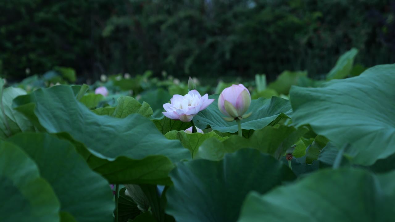 荷花 16