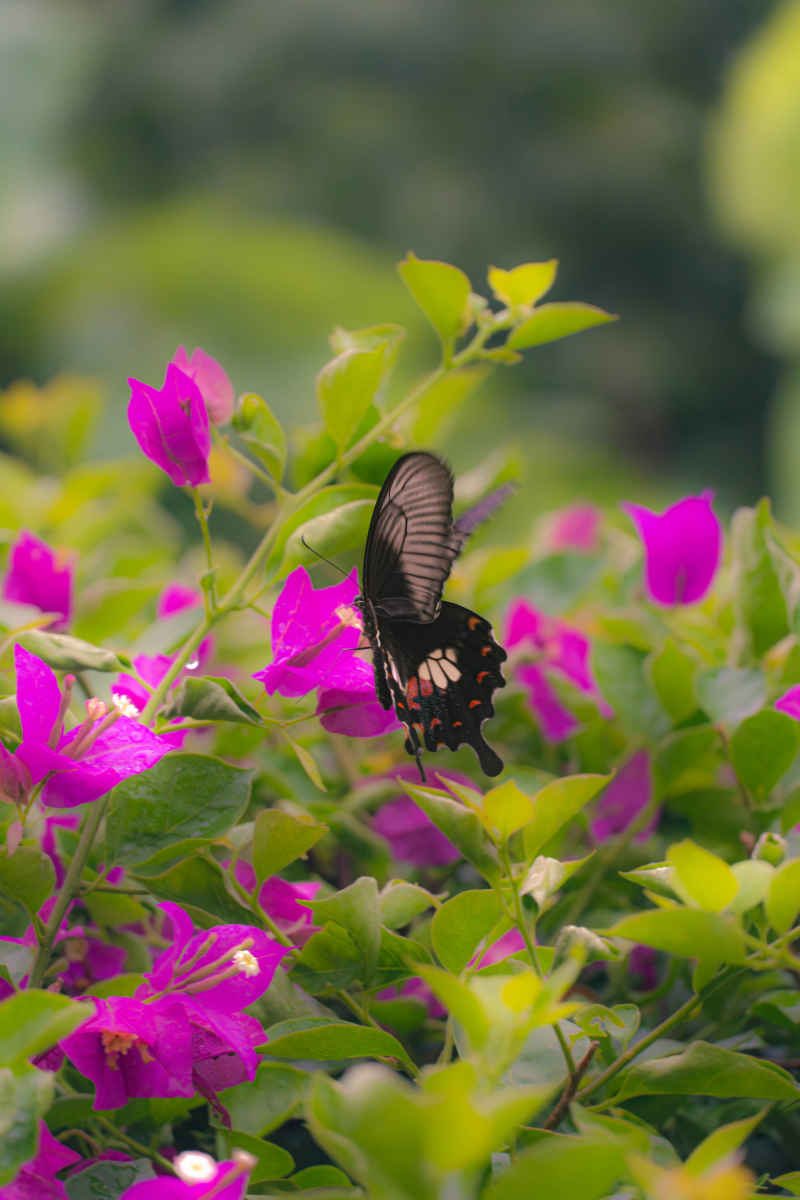 吸食花蜜