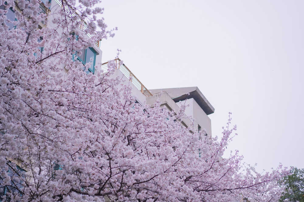 樱花季