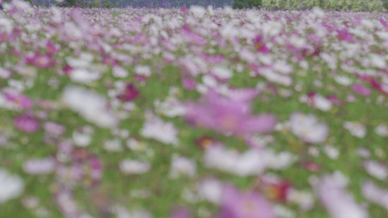 花海 10