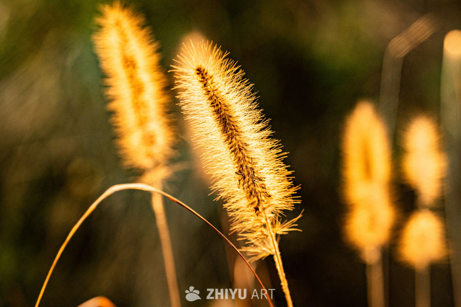 秋日金穗光影