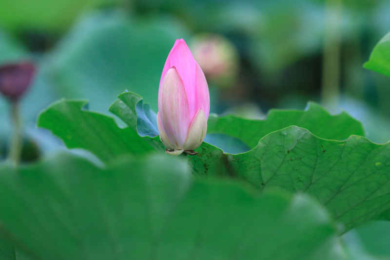 荷花 14