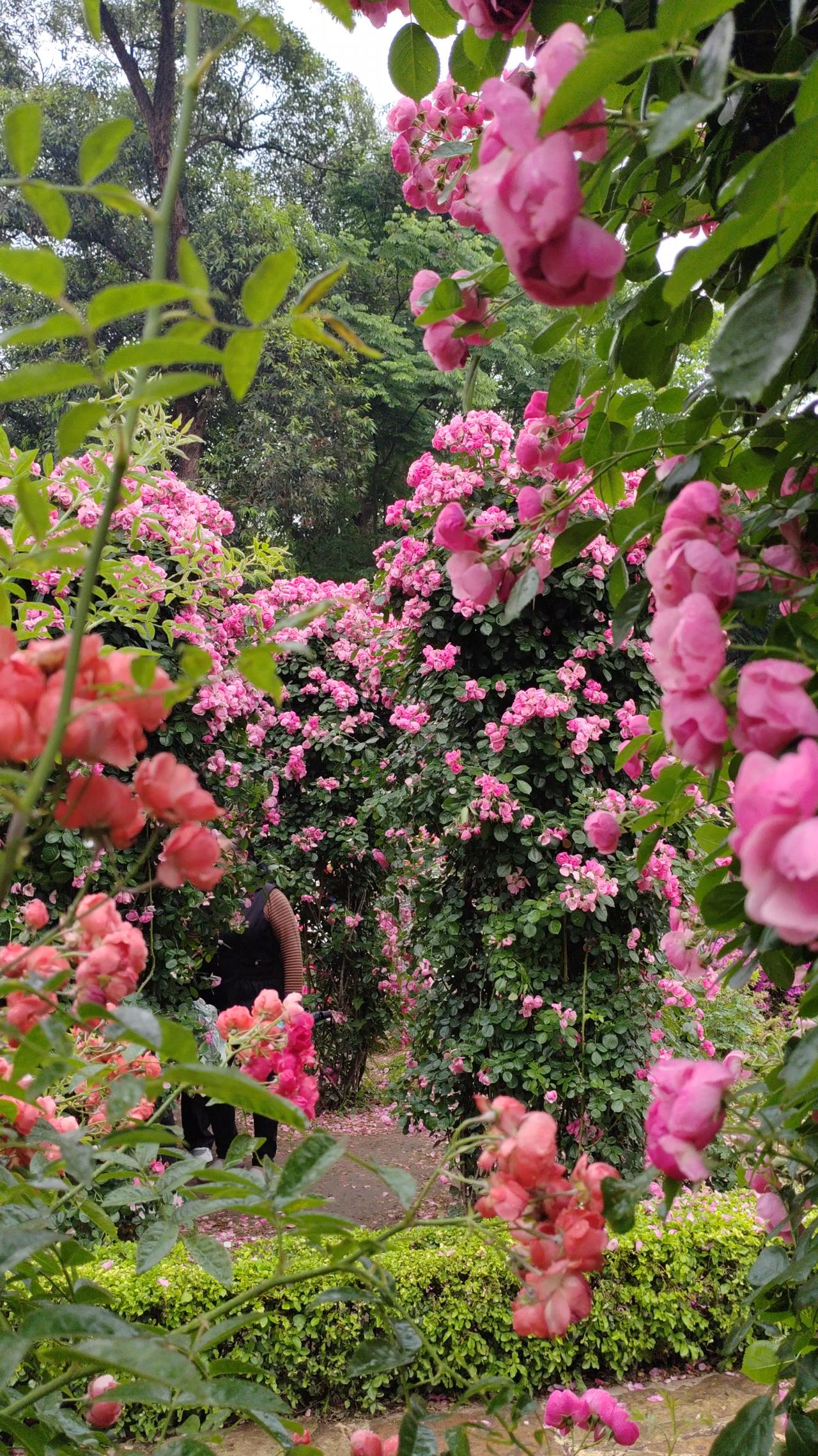 玫瑰花