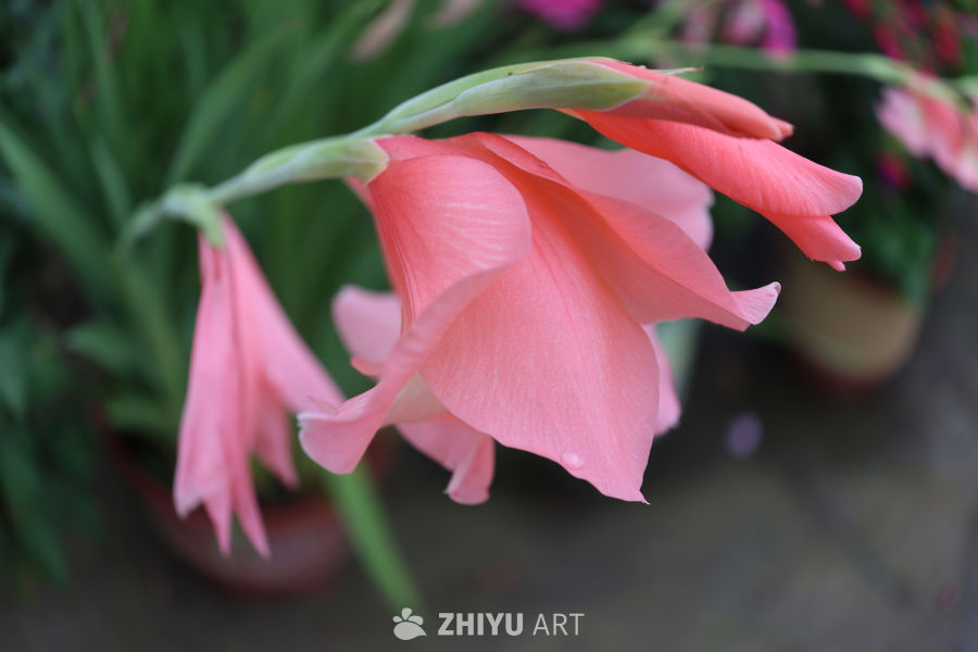 粉嫩唐菖蒲绽放