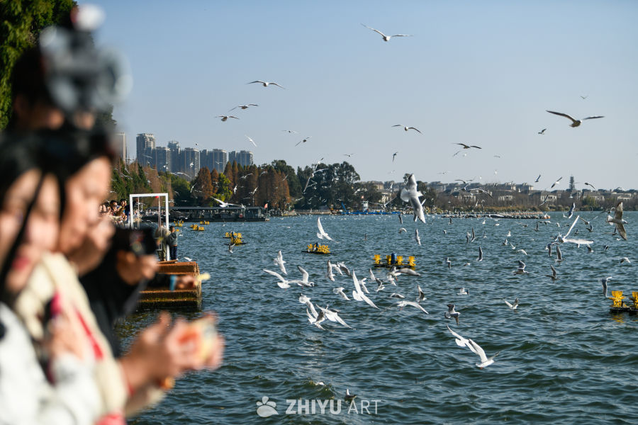 湿地公园  海鸥飞翔  鸟群飞翔 1
