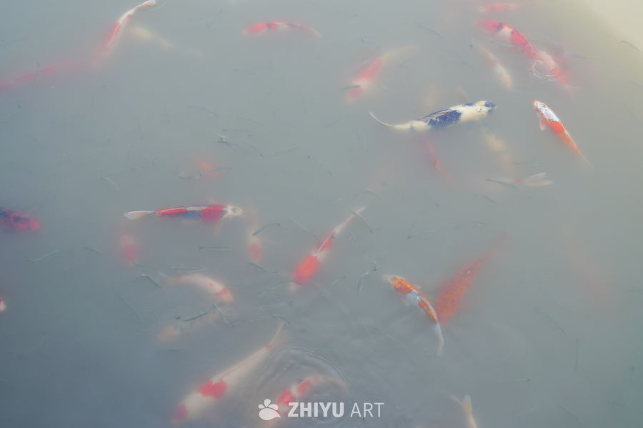 公园人工湖里的锦鲤 4