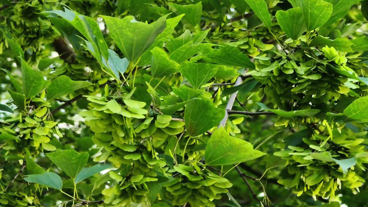 夏日绿叶随风飘扬