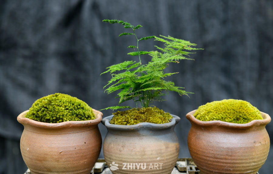 苔藓植物种植 24