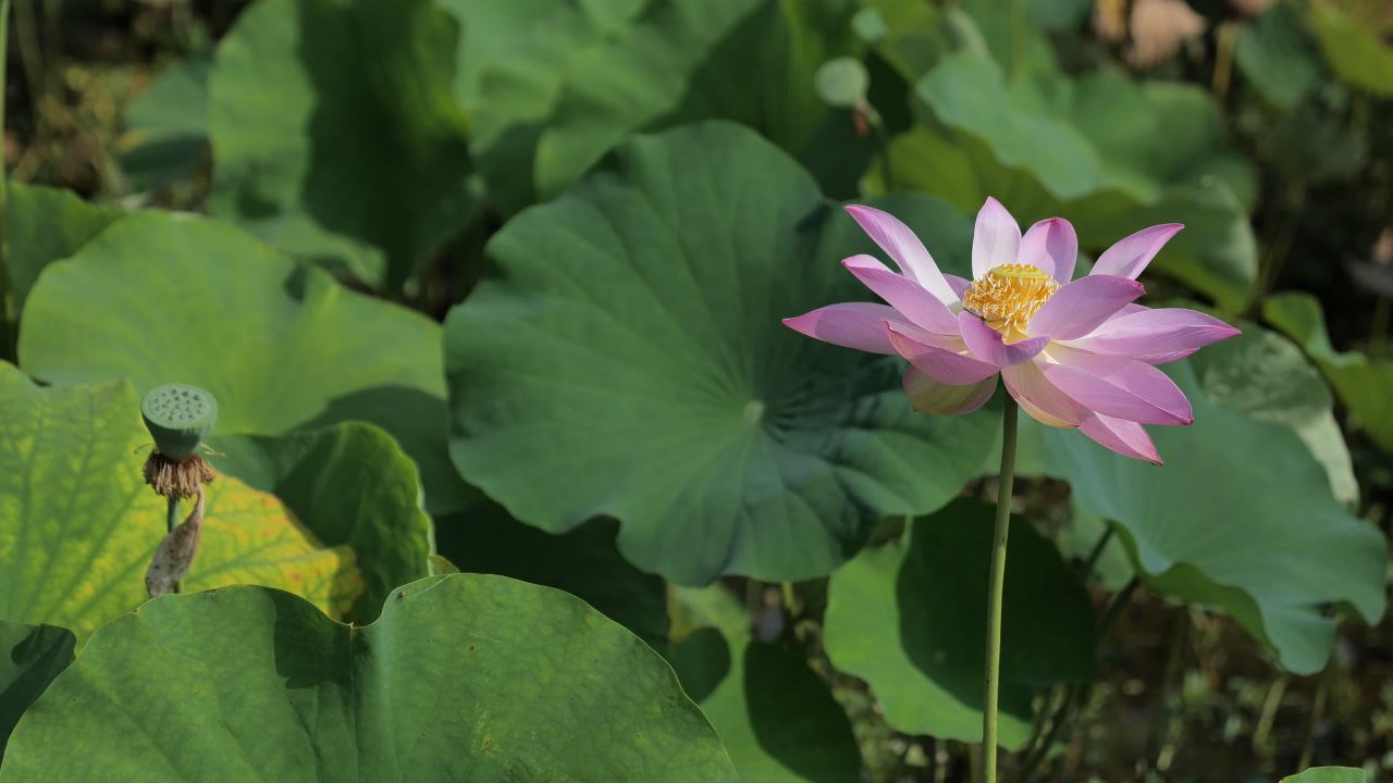荷花（二） 29