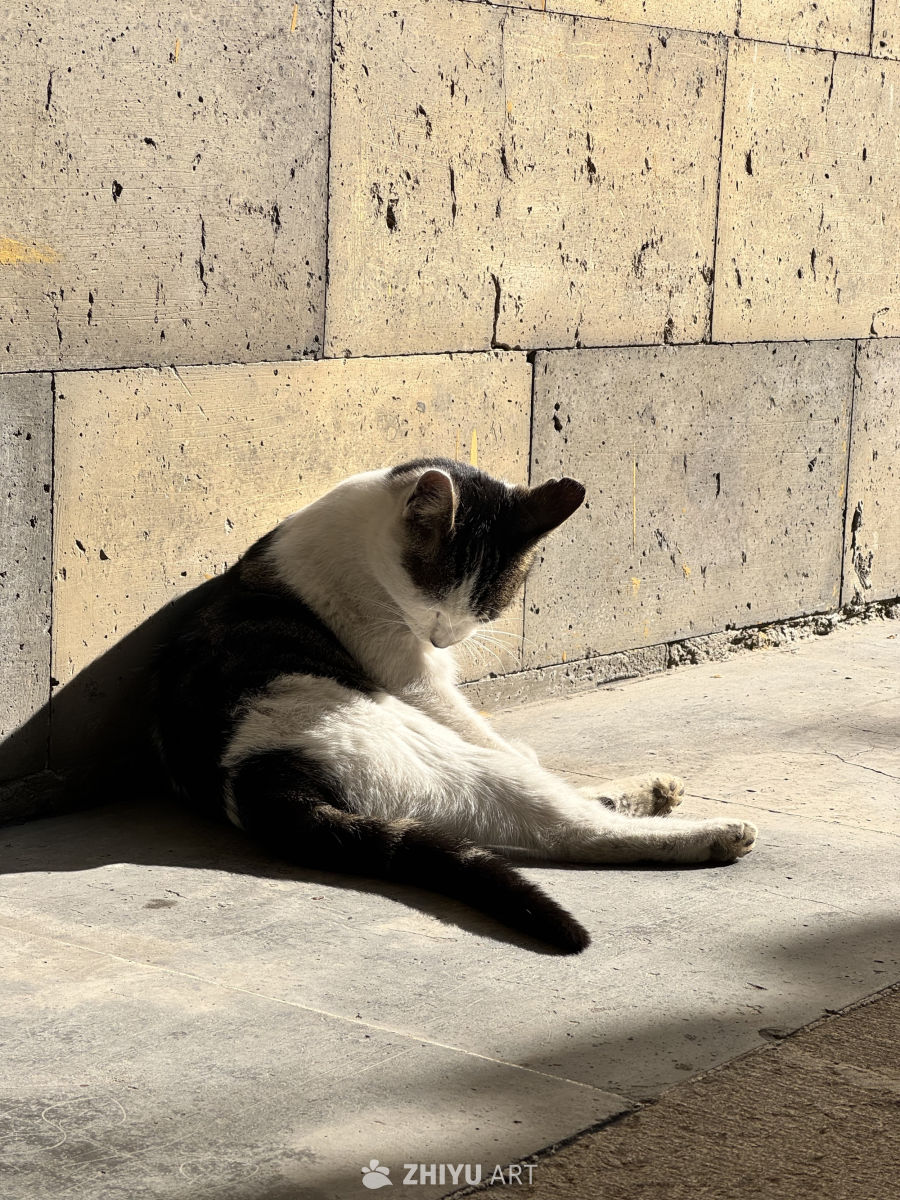 小猫咪 素面 寺院 梅花糕