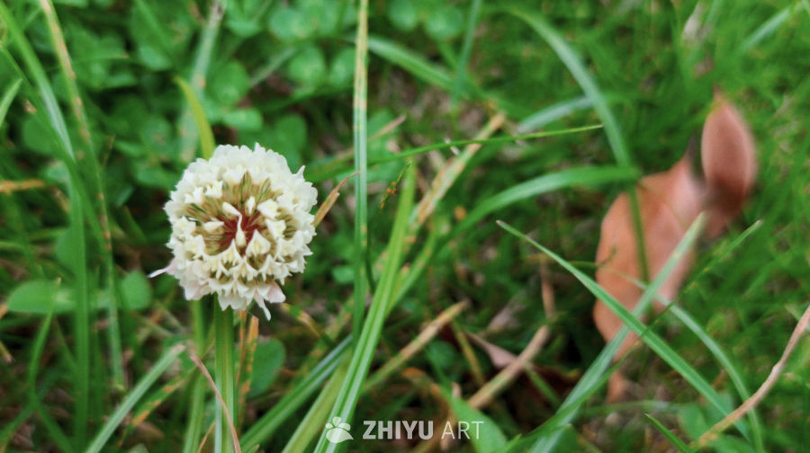 暮春绿野仙踪——白绒花与红蕊的枯叶诗篇