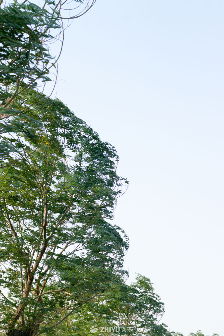 微风拂过绿树梢