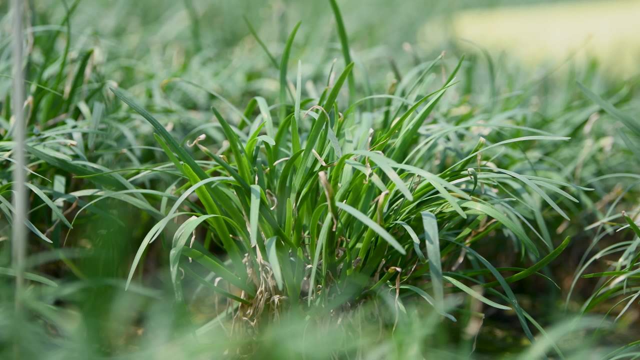4k韭菜种植  乡村农业产业发展